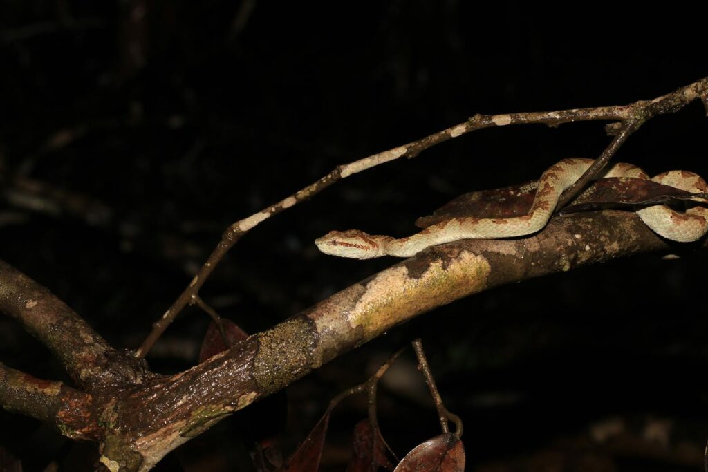 Viper snake resting on a tree branch during the night in Audala, India.
