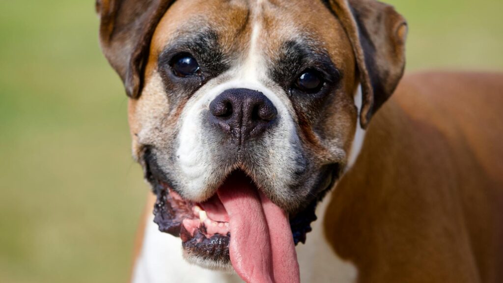 A charming Boxer Dog