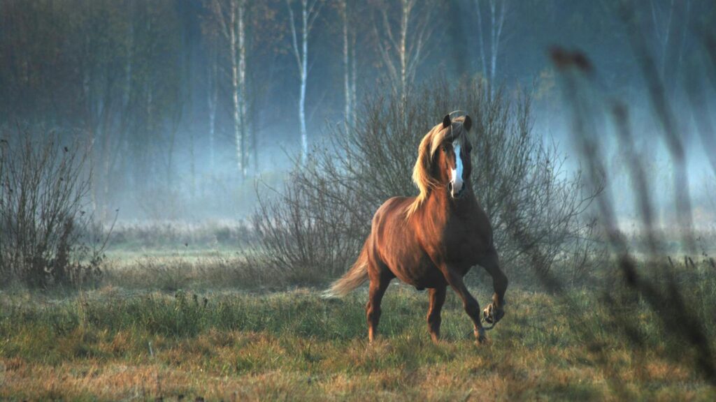 A beautiful horse gallops through a misty field with trees in Lithuania.