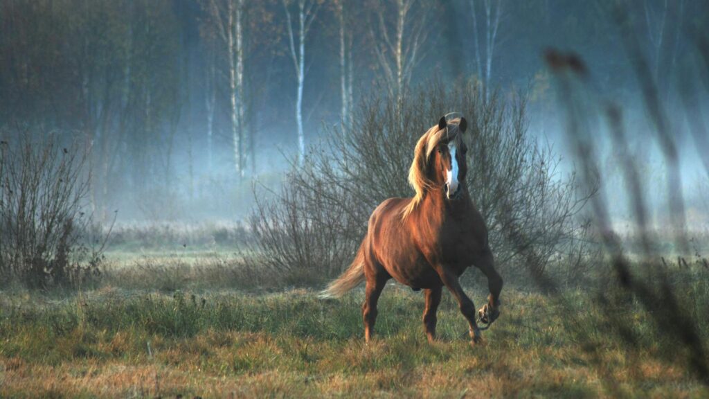 A beautiful horse gallops through a misty field with trees in Lithuania.