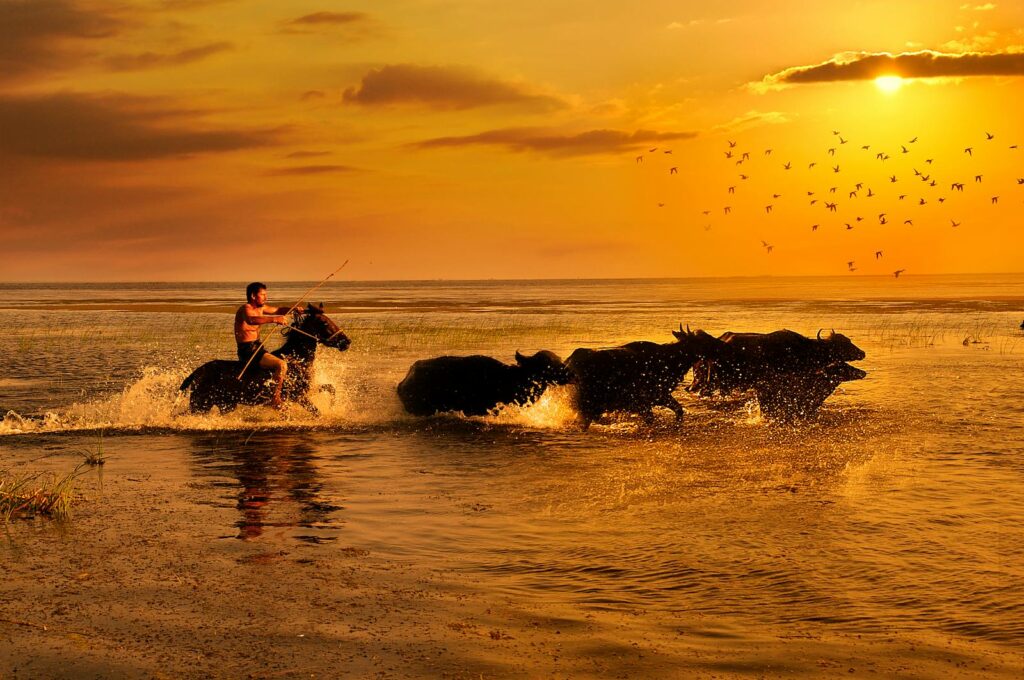 Person riding a horse alongside running water buffalo during a vivid sunset