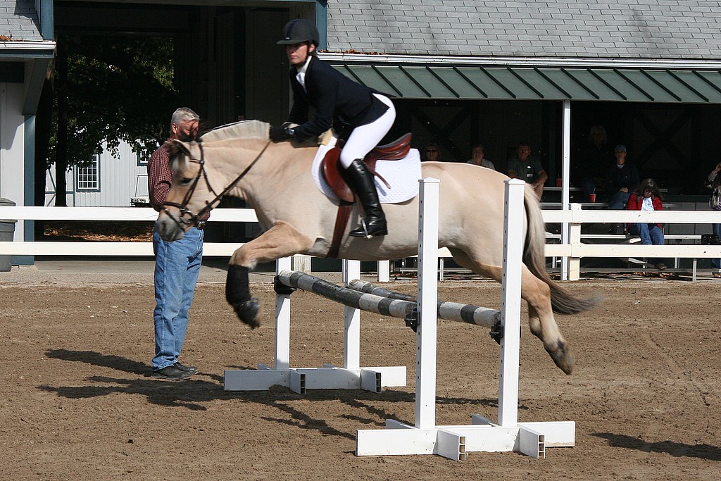 Fjord Horse jumping on single pole