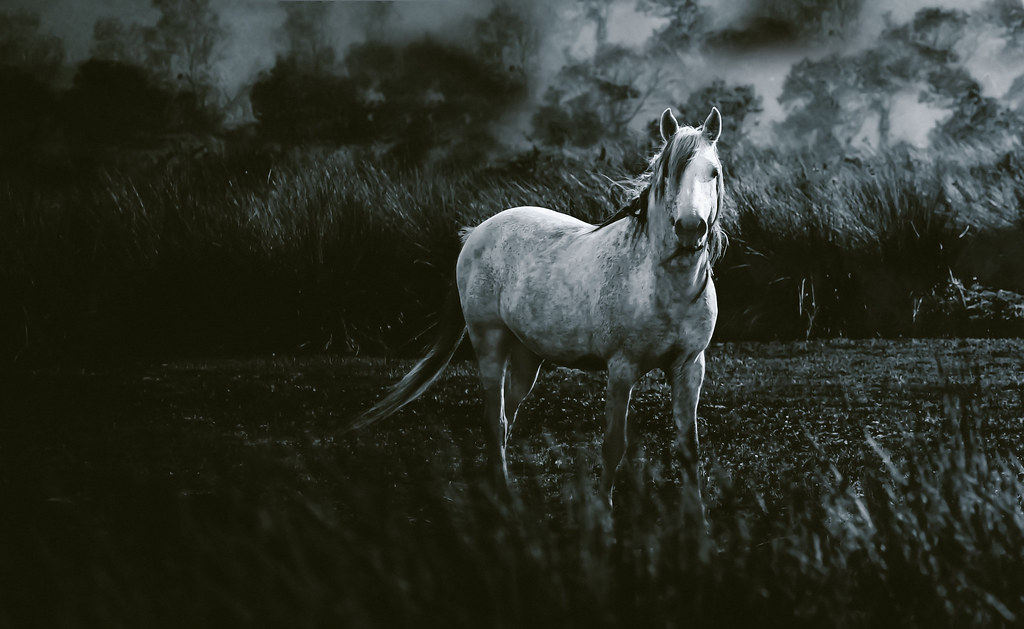 White horse