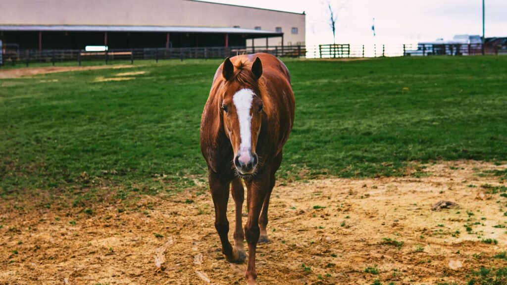 Brown horse standing in a green pasture with barn in the backdrop. Rural and serene environment.