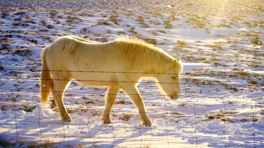  a white horse walking through snowy landscape at sunrise.