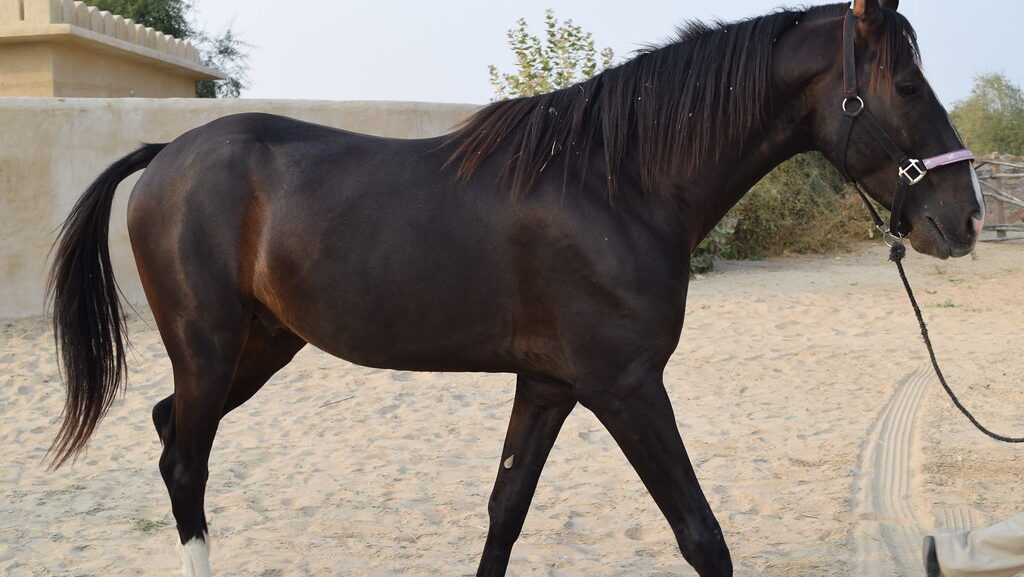 Marwari horse in dusty field