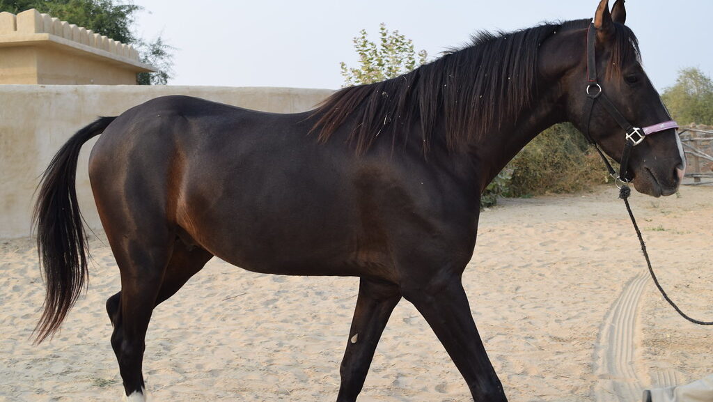 black horse walk in the field