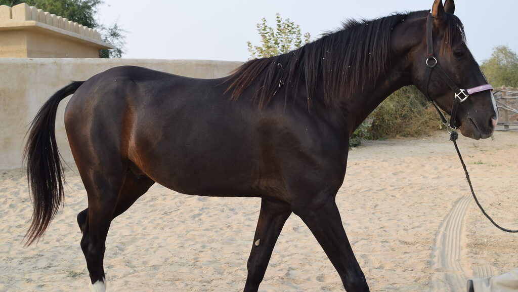 black horse standing in brown field