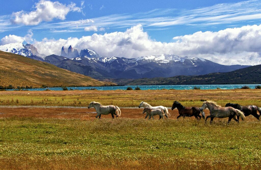 Scenic view of horses grazing near a mountain lake