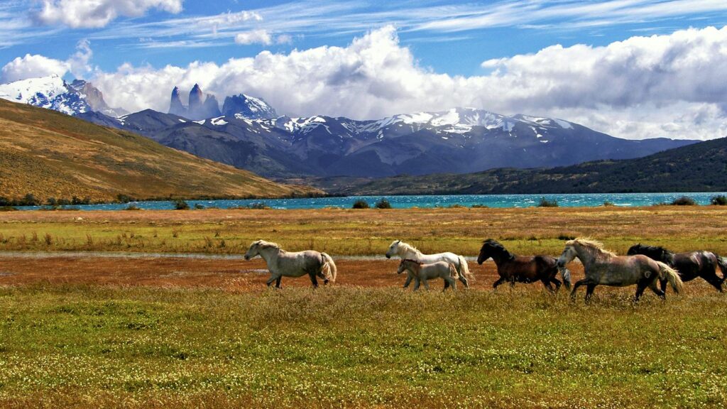 Scenic view of horses grazing near a mountain lake in Torres del Paine, Chile.