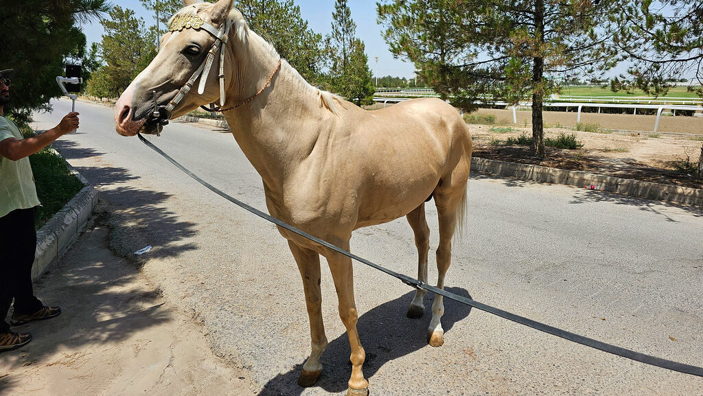 A golden horse standing on the road