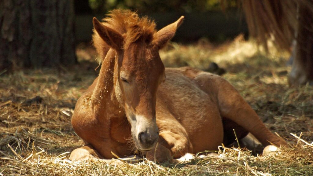 Adorable foal resting on hay in a sunny farm setting, peaceful and serene.