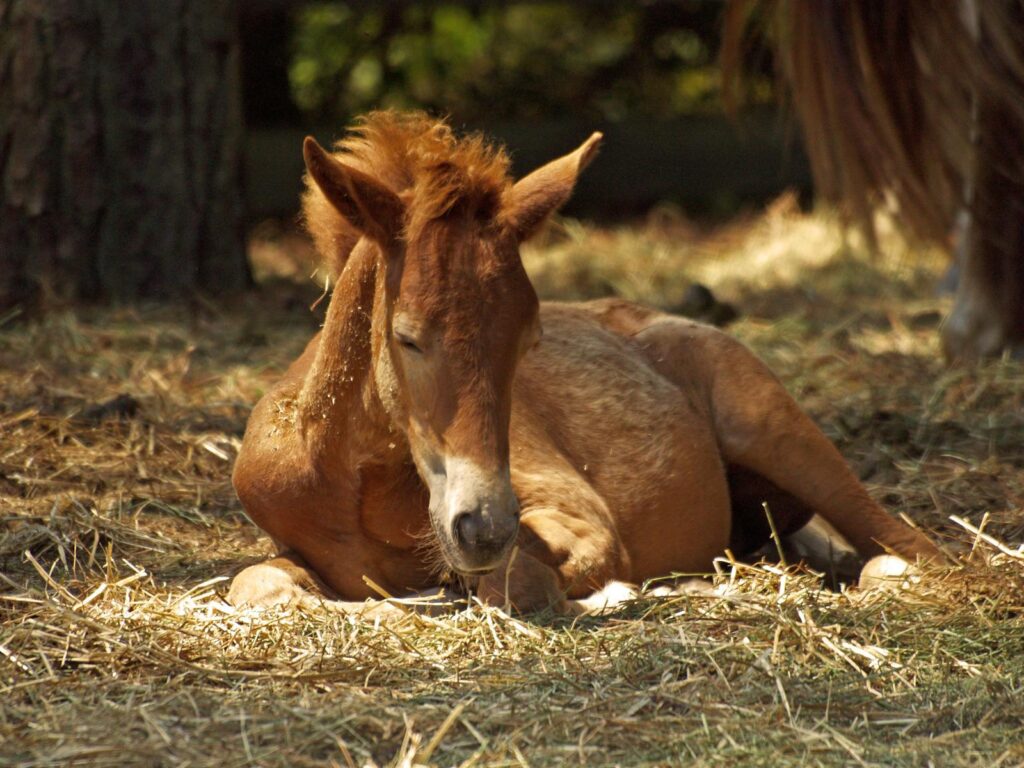Adorable foal resting on hay in a sunny farm setting, peaceful and serene.