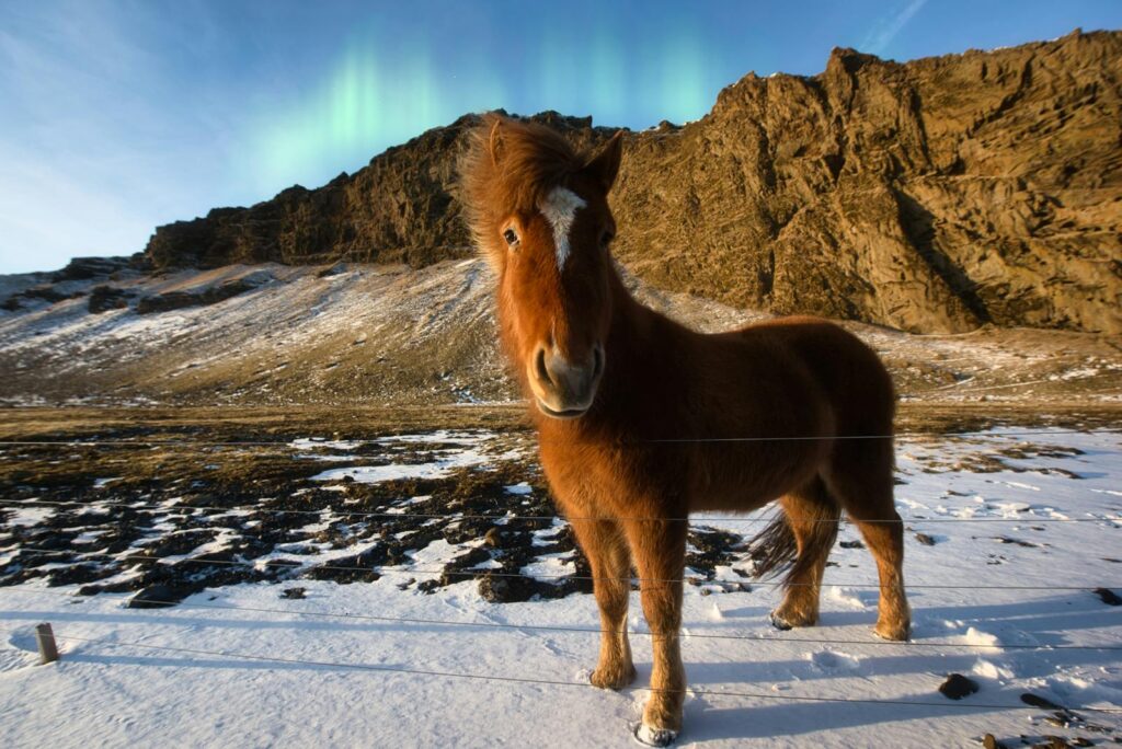 Icelandic horse stands on snowy terrain