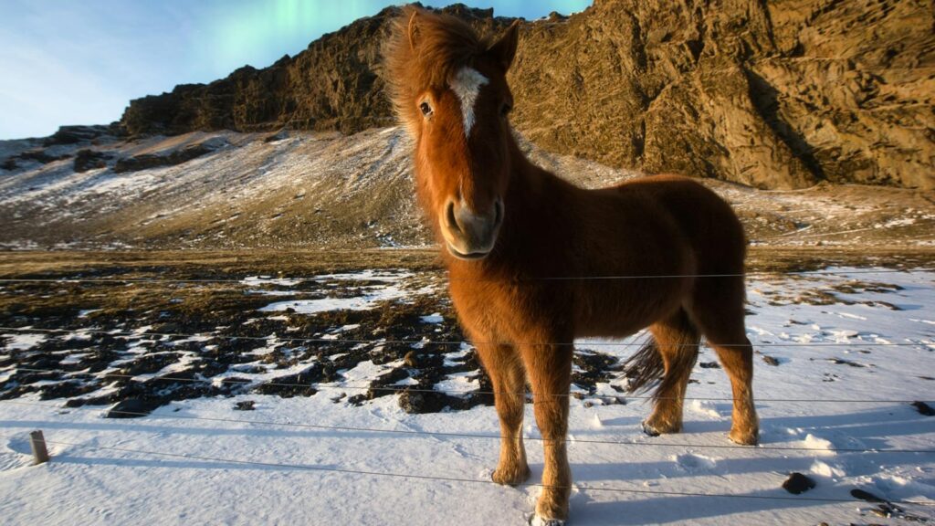 A beautiful Icelandic horse stands on snowy terrain under the aurora borealis, Iceland.