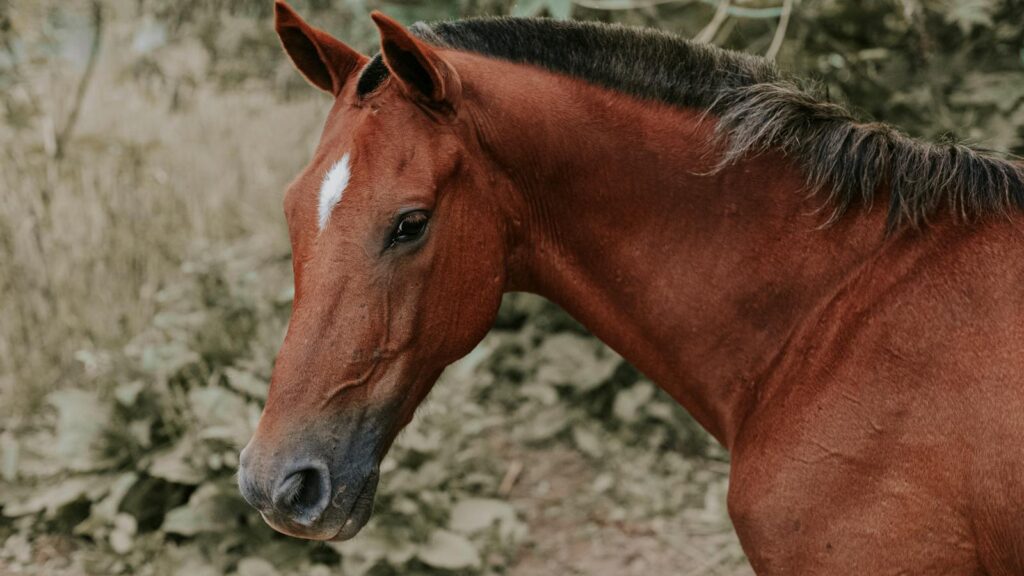 A close-up portrait of a brown horse with a lush green background in an outdoor setting.