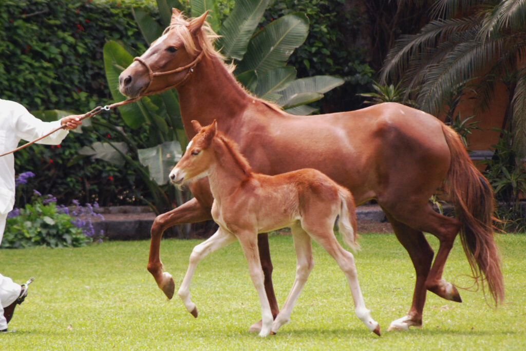 Lima Peruvian Paso