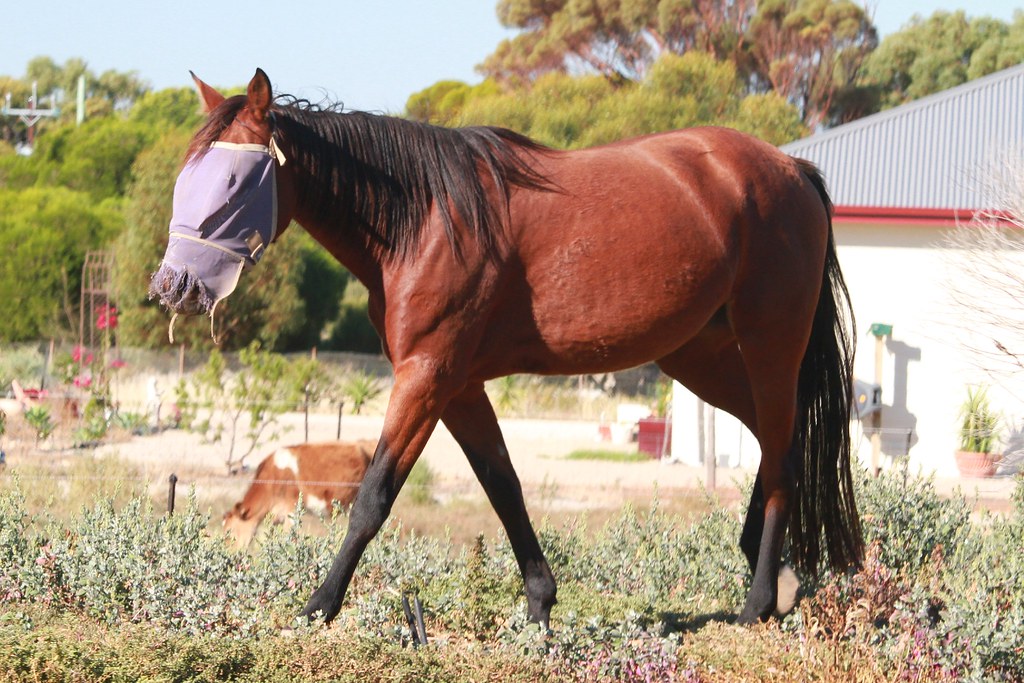 Cantering Horse