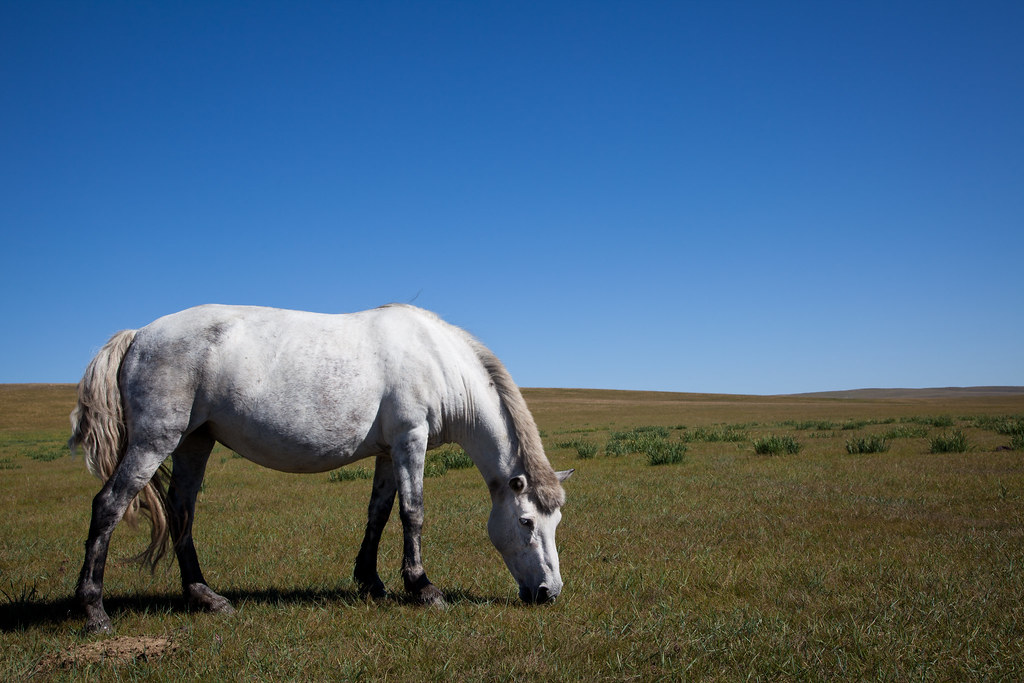Horse somewhere in central Asia