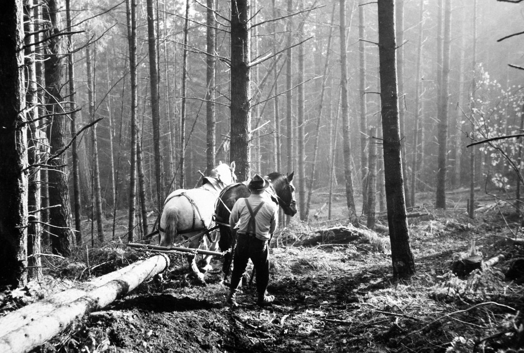 Horse logging