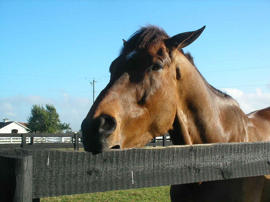 Closeup of horse cribbing