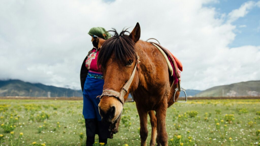 brown horse beside woman on green grass field during daytime