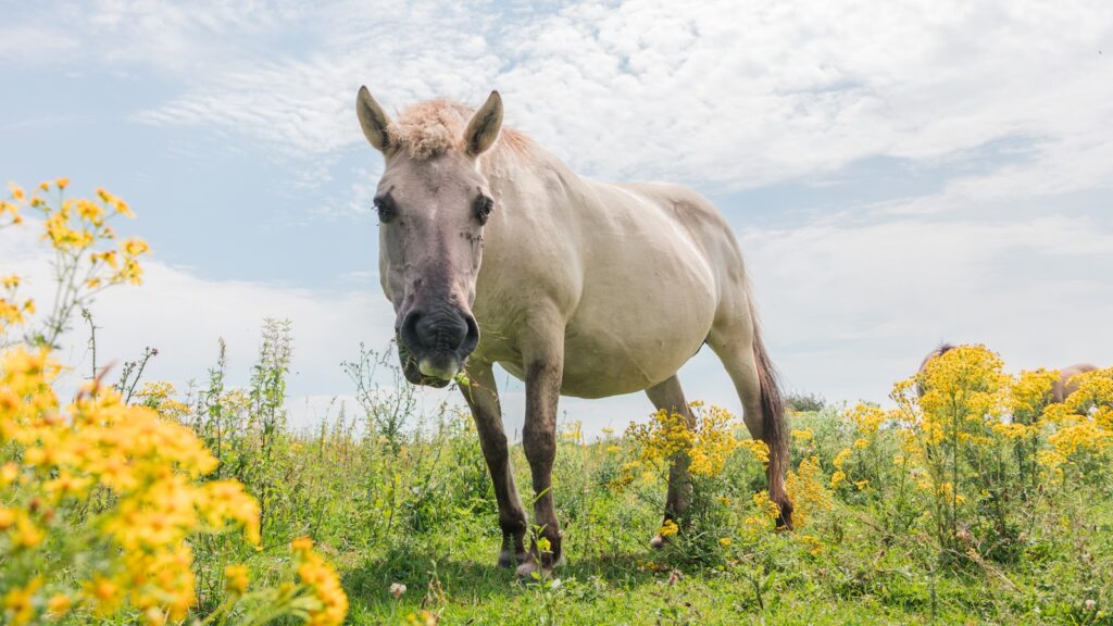White Horse in field of flowers