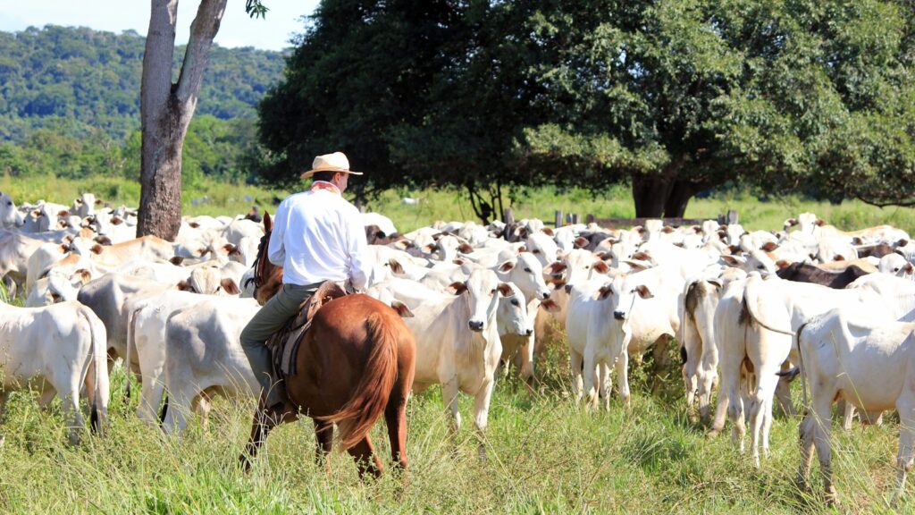 man riding on white cattle near many cattle in green field