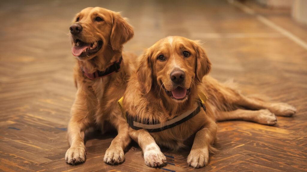 two adult golden retrievers