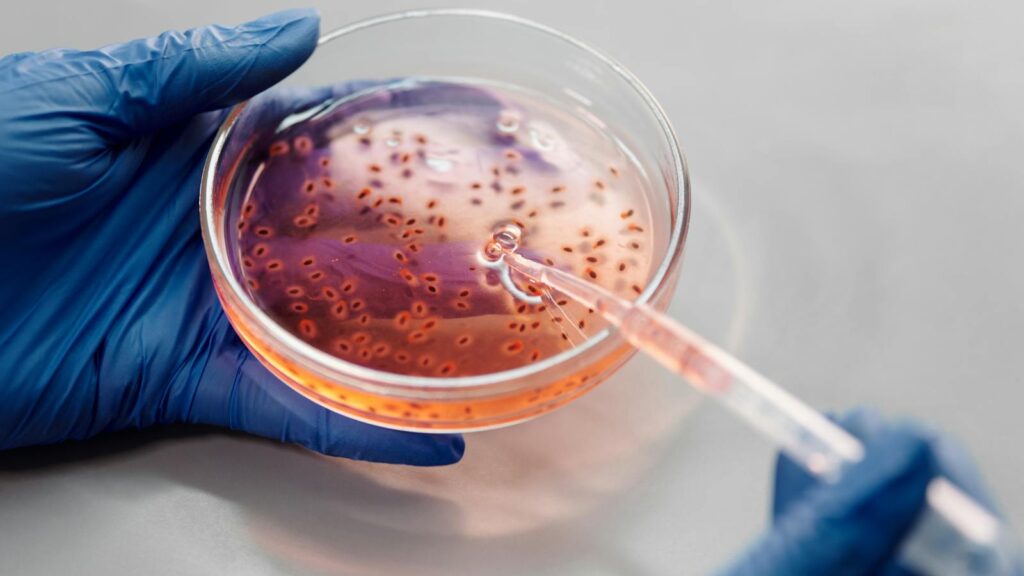 hands in gloves holding a petri dish with pink liquid using a pipette.