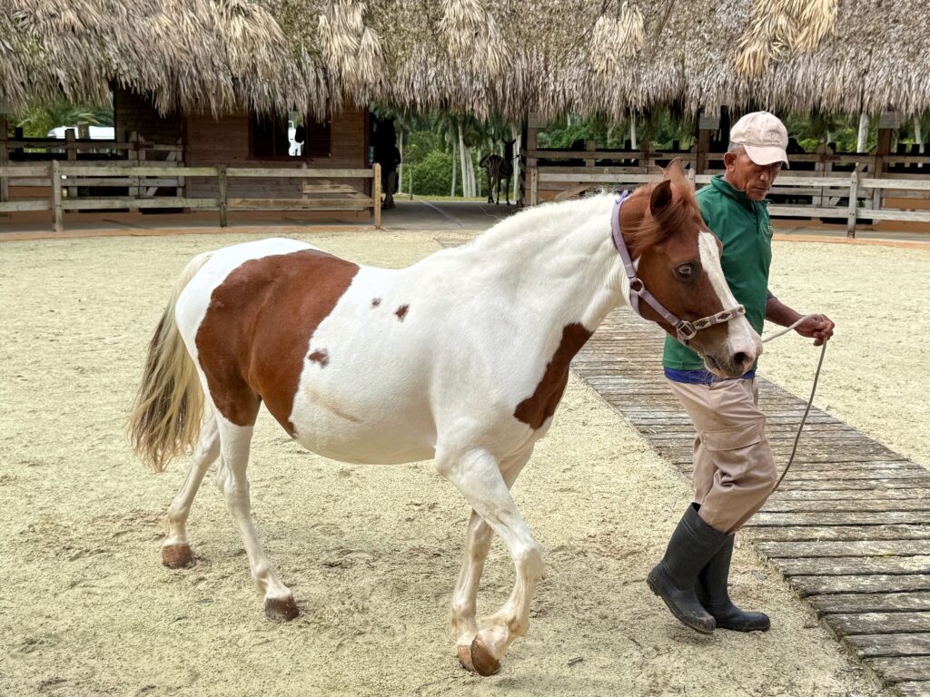 An American Paint Horse