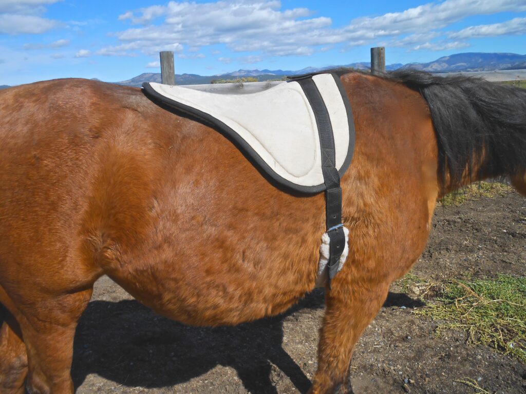 Bareback pad