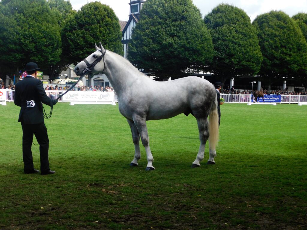 Dublin Horse Show 2017, Class 42 Irish Draught Stallions