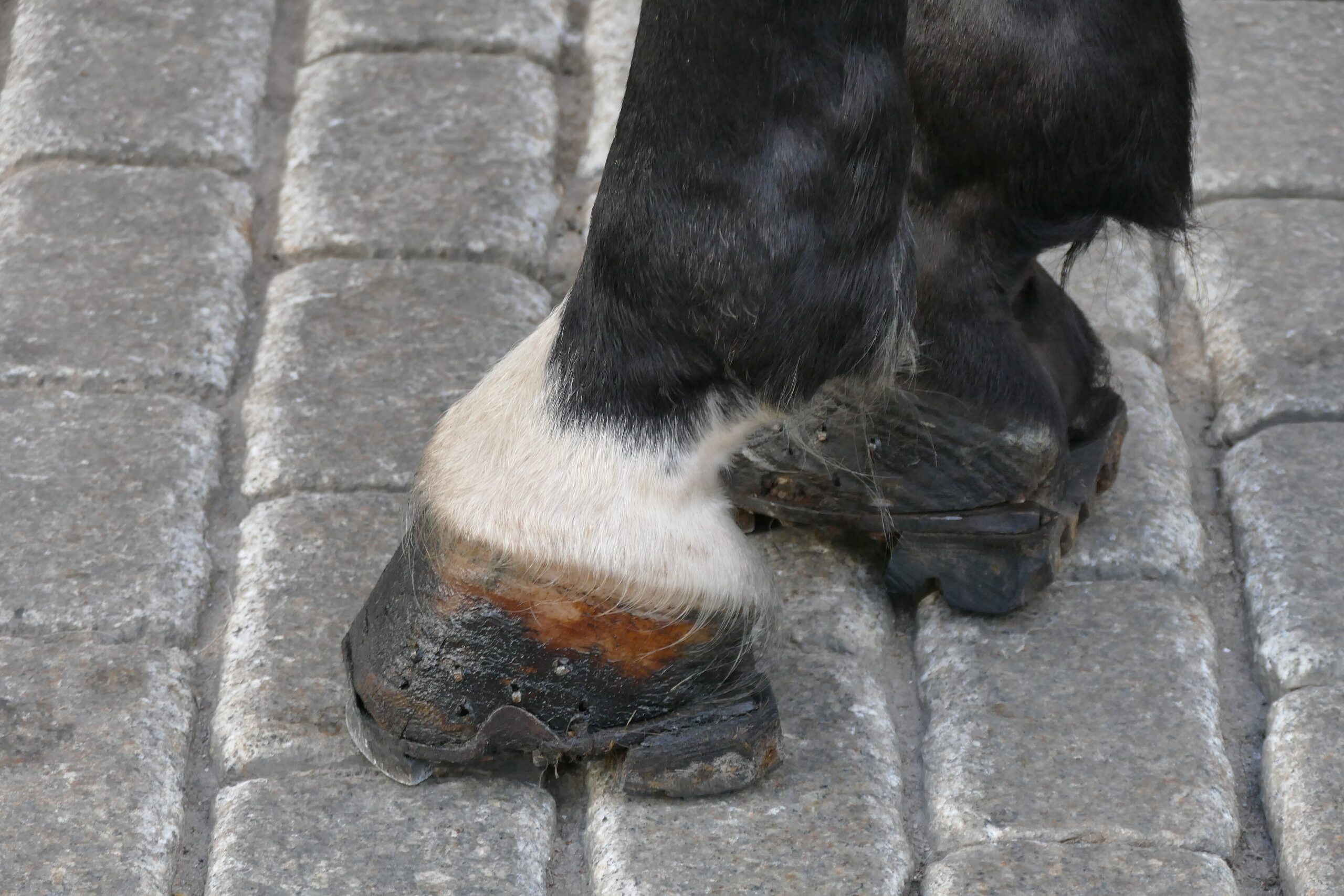 Hooves with special horseshoes