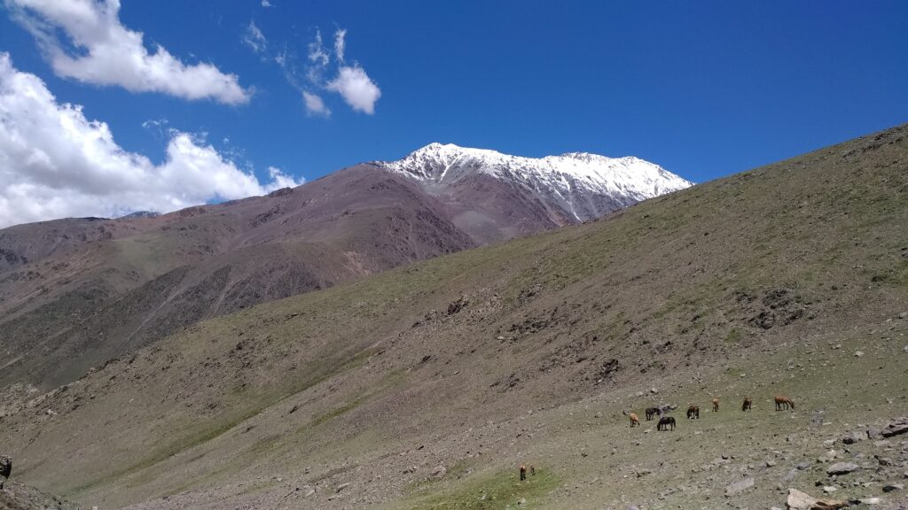  Horses in a trail - Vallecitos, Cordón del Plata, Andes