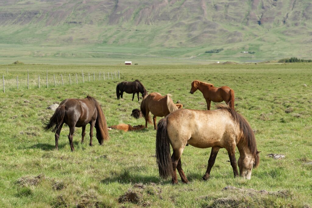 Icelandic horses in Húnabyggð municipality, Iceland