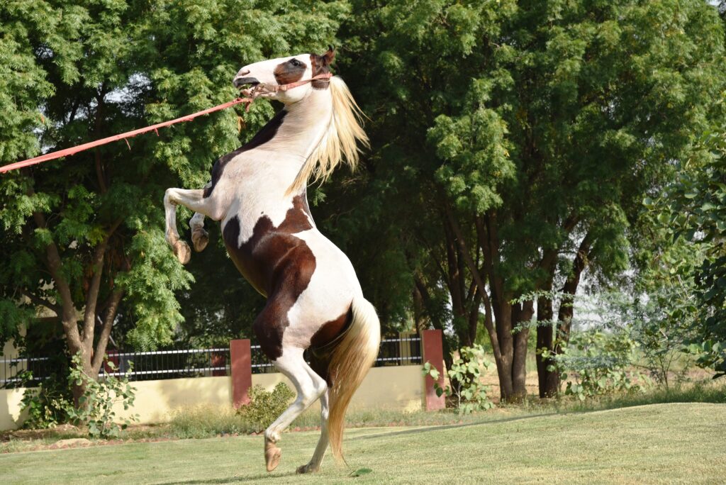 Jumping Marwari Stallion