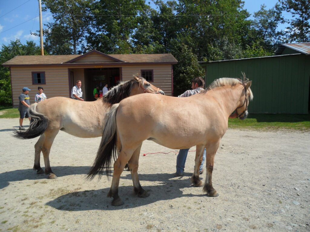 Norwegian fjord horses