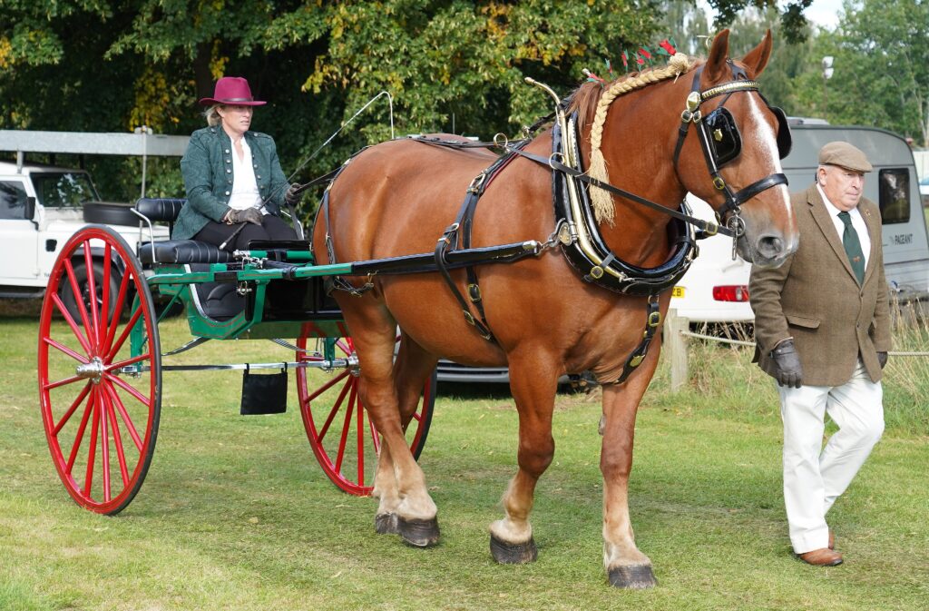 Suffolk Punch with Light Gig