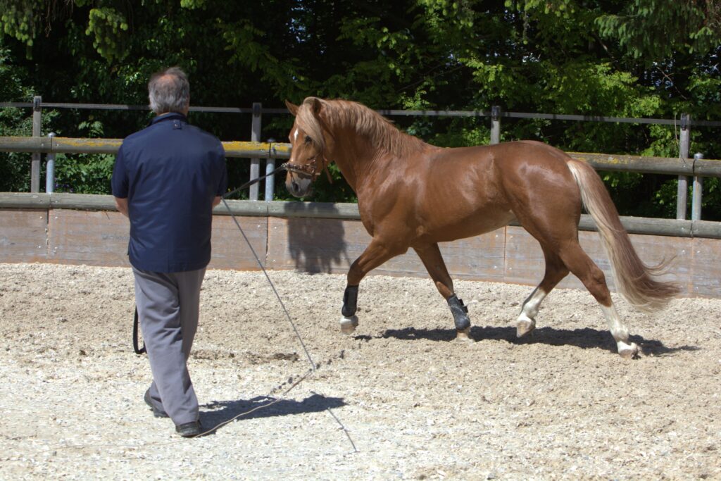 Swiss national stud far, Avenches