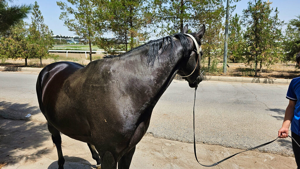 black horse standing on the road