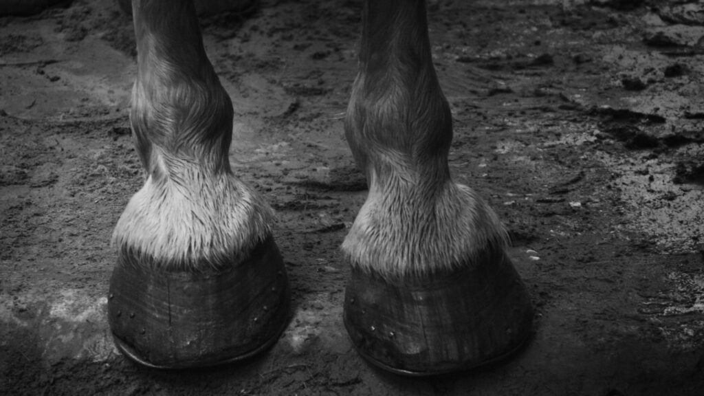 2 horse feet on water