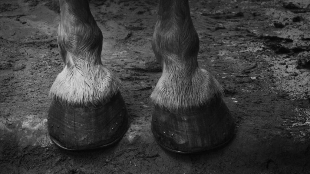 grayscale photo of 2 horse feet on water