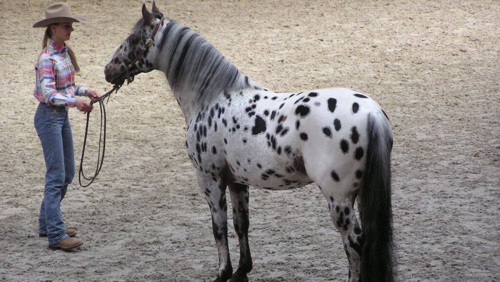 A woman is holding a black and white horse