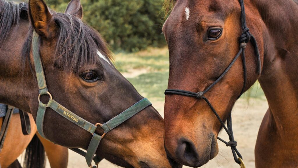 Two brown horses nuzzling each other outdoors, showcasing companionship.