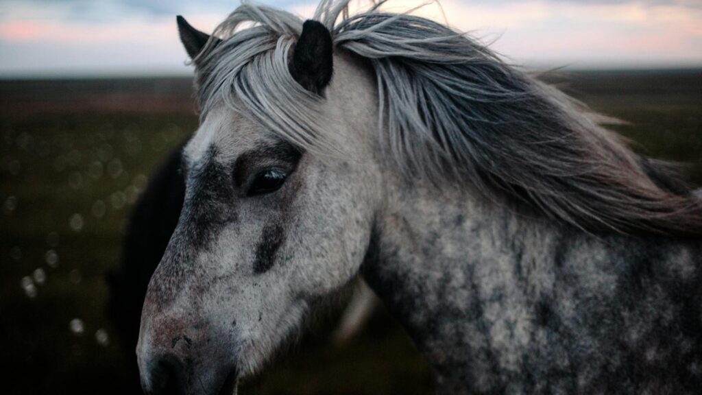 Close-up of a wild gray horse with flowing mane, captured in a serene outdoor setting.