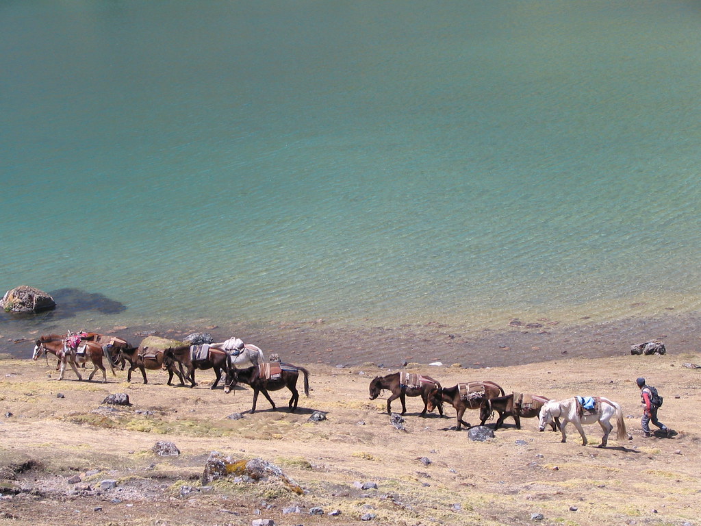 Horse caravan
