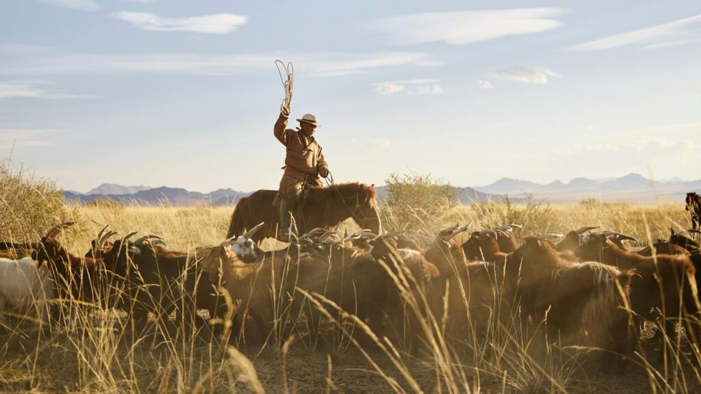 Mongolian horseman herding cattle in remote steppe landscape under a clear blue sky.