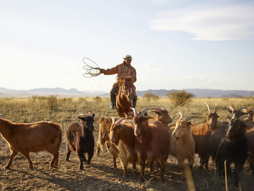Mongolian herder on horseback with a rope guides a goat herd on the open steppe.