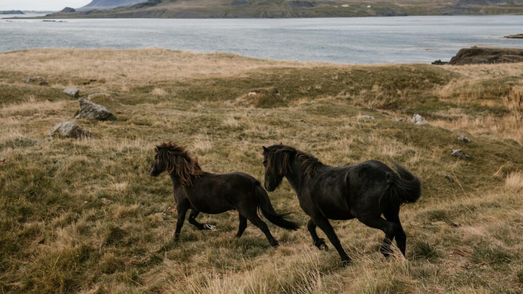 Two black horses gallop freely in a serene grassland by the sea, embracing the spirit of adventure.